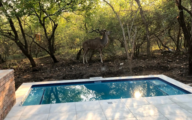 Lion Hill @Kruger