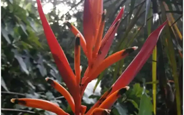 Jardín de Naipí 3