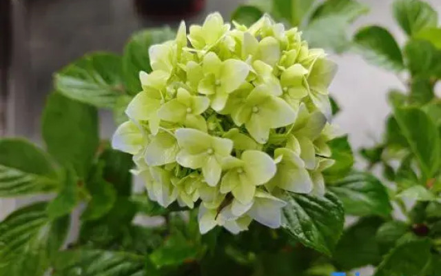 Wuyishan Qi Chi Shan She (Jiuquxi Bamboo Raft Wharf Branch)