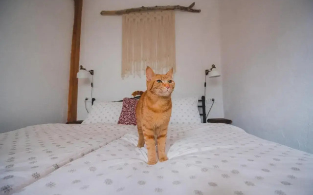 Apartma Cici