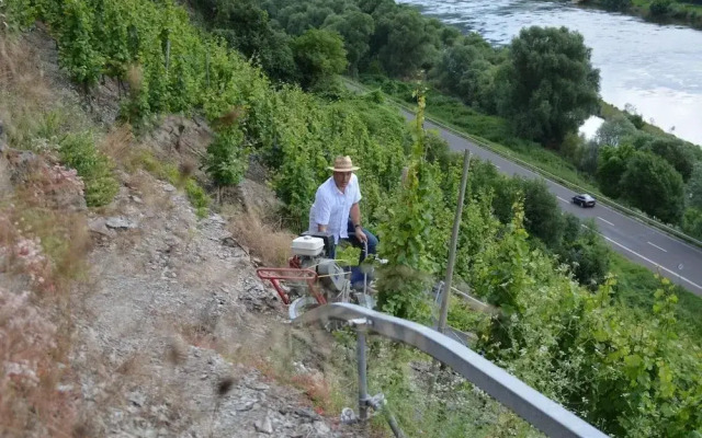 Weingut***Pension Günther Scholtes