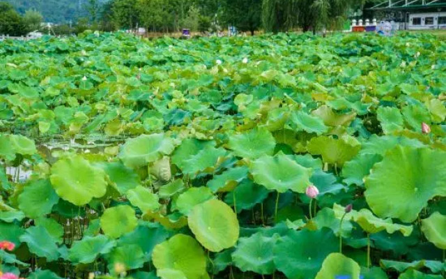 Guimi Homestay (Yucun Village Scenic Area)