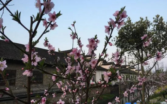 Wuzhen Flower House