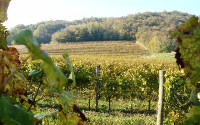 Il Roncal Wine Resort