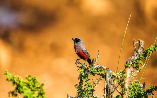 Zingela Nature Reserve - Doornstock Lodge