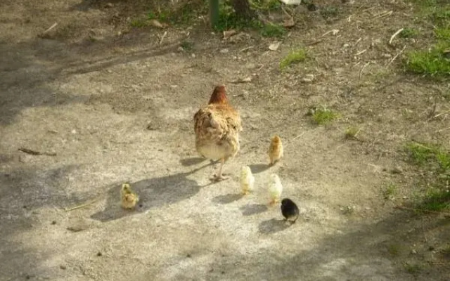 B&B Il Pollino