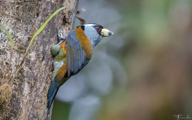 Birdwatcher's House