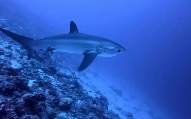 Tiger Shark Residence