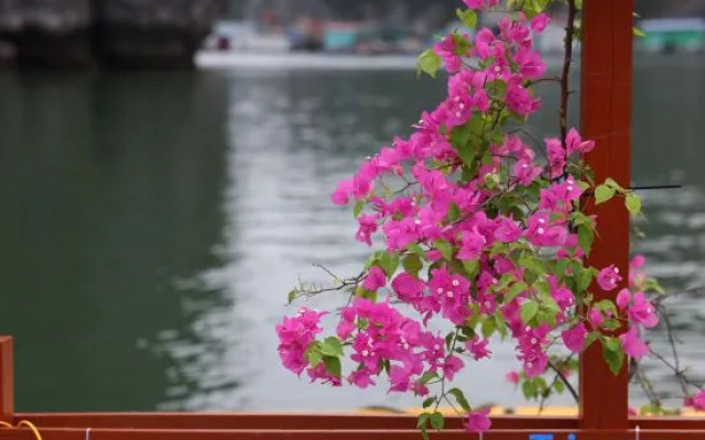 Cat Ba Fishing Village Bay House