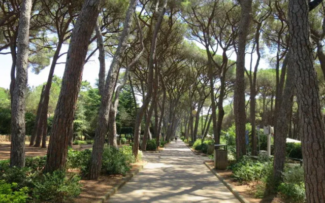 Locazione turistica Podere gli Olivi