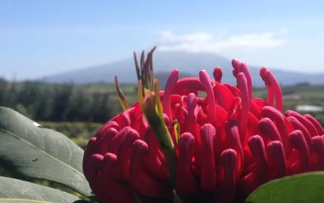 Casa das Proteas