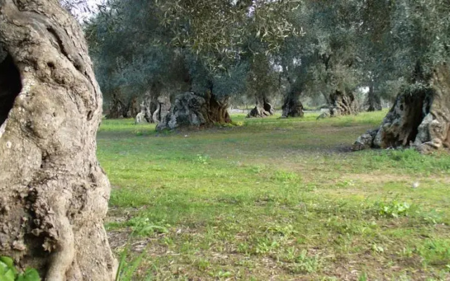 B&B Vigna La Corte