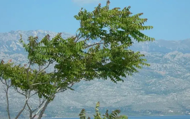 Villa Mor