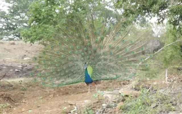 Buddika Safari & Resort