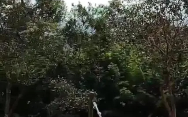 Pousada Canto Da Lua - Macacos