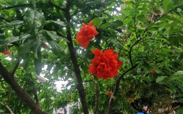 Zhangjiajie Runhuaiju Homestay