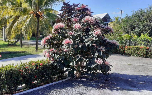 L'IXORA des îles
