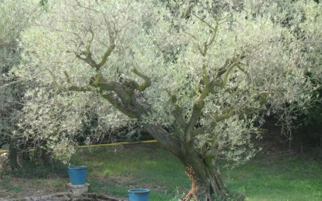 La Picholine