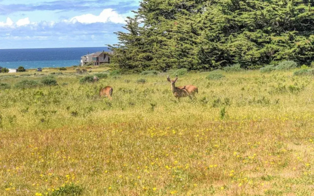 Sea Ranch Delight