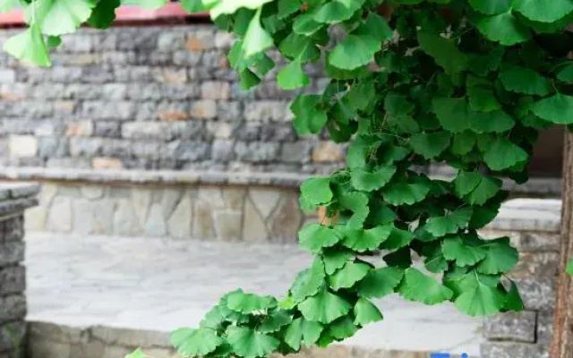Two Ginkgo Trees · Old House Courtyard Homestay (Tianjin Jizhou Xijingyu)