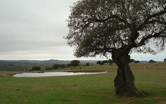 Finca Los Llanos