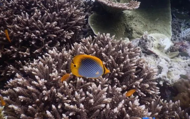 Cozzy Raja Ampat Blue Sea