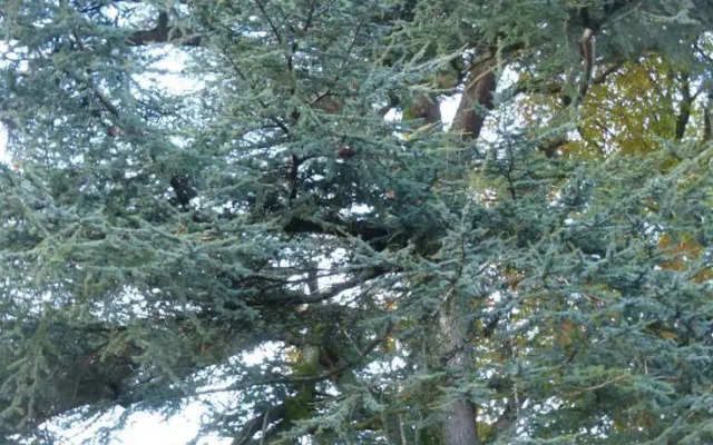 Aux Deux Cedres
