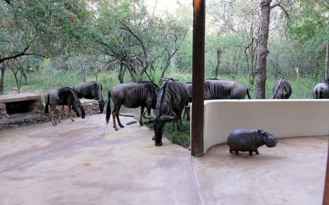Treetops vakantiehuis bij Krugerpark