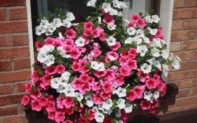 Seamount House B&B