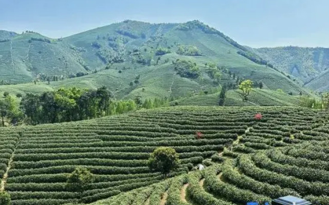 Yunqinyao Mountain White Tea Valley Holiday Villa