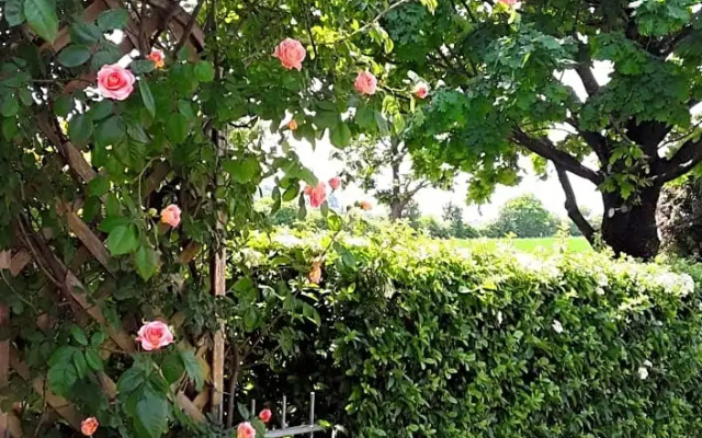 B&B La Rosa Gialla