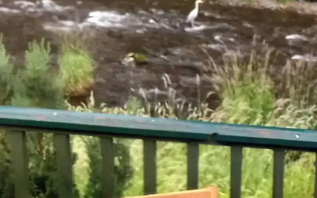 The Hive on the River Bank