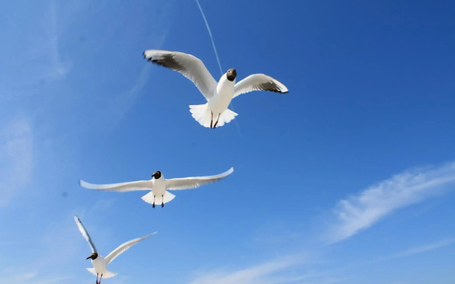 Strandmöwe 2