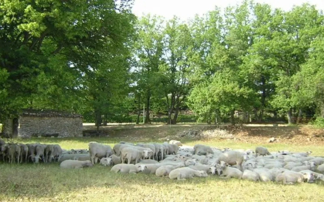 La Galinette