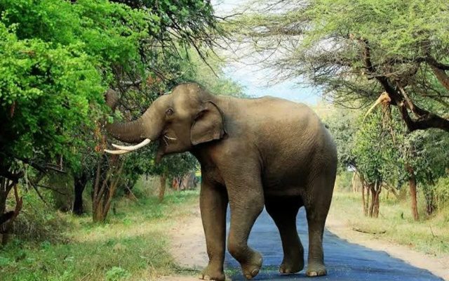 Kerala Wild Stay
