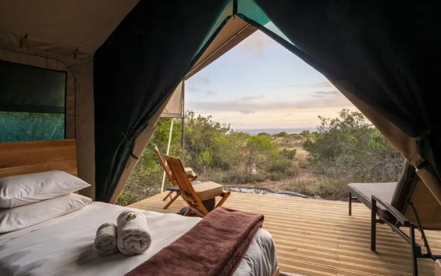Shamwari Explorer Camp