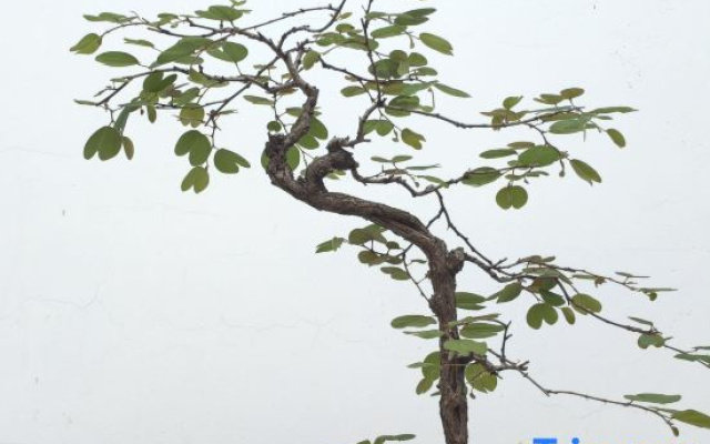Zuo  Yuan  Resort
