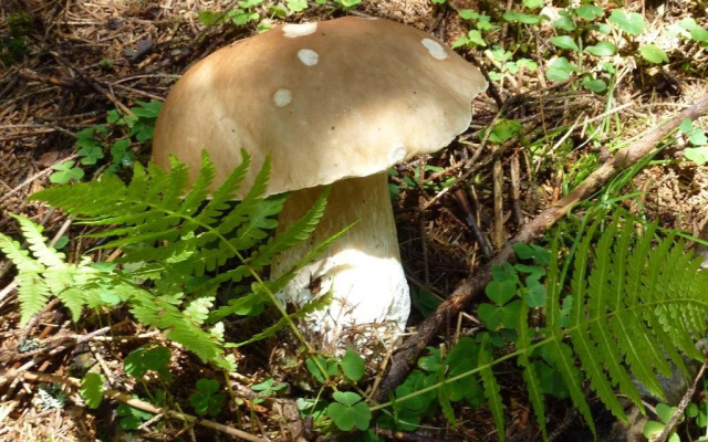 Rettenbachgut
