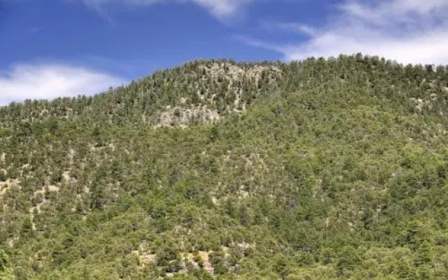 Ponderosa Estate