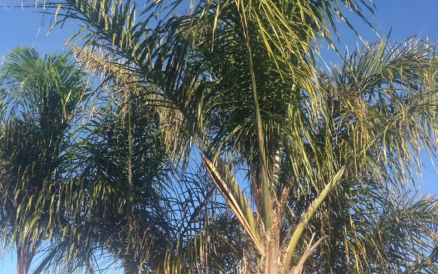 The Palm