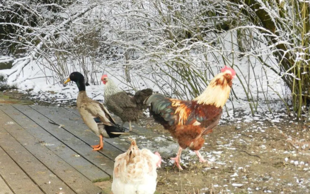 Wampendobler Paradies