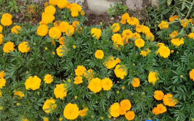 Narati Xixia Green Field Homestay