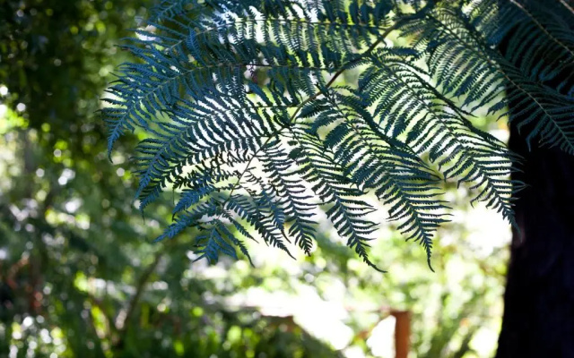 Andelomi Forest Lodge