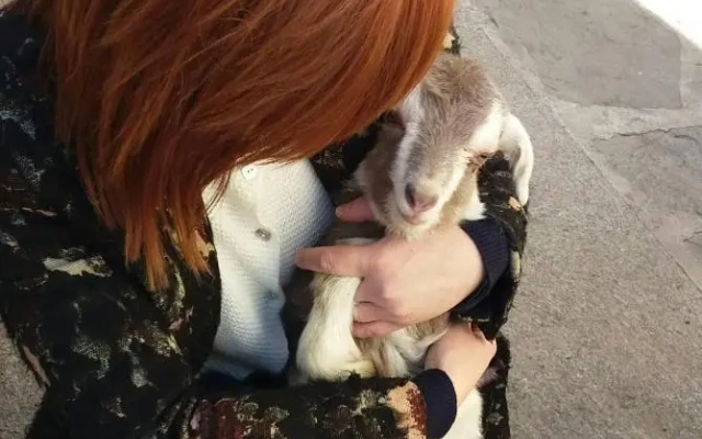 Alice nel Paese delle Meraviglie