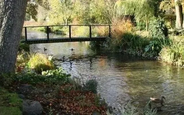 Mallards in Overton
