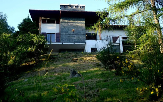 il larice d' oro