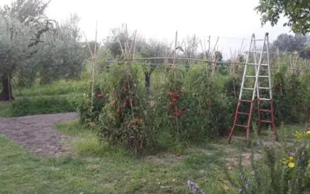 Nonna Piera