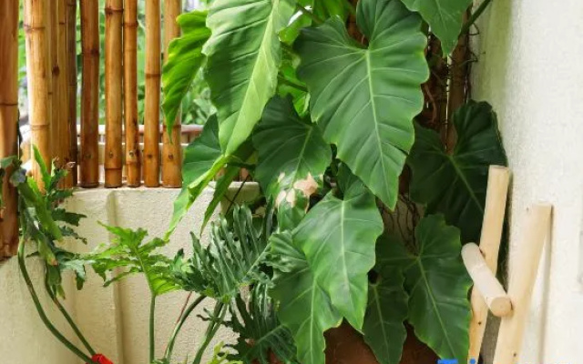 Quan Tro Thanh Xuan Homestay