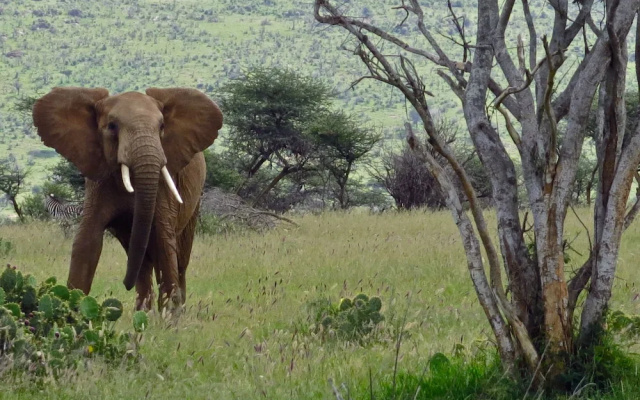Ewaso Camp Laikipia