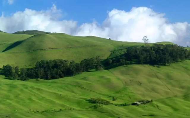 Royal Kahana 317